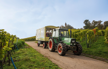Planwagenfahrt Wengert-Schleicher | Schwaigern | HeilbronnerLand | © Heuchelberger Weingärtner