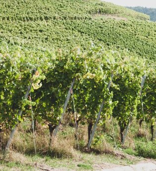 Weinwanderung
