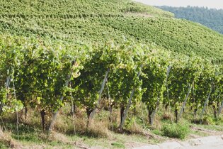 Weinwanderung