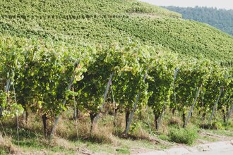 Weinwanderung