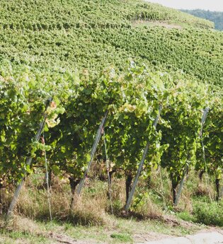 Weinwanderung