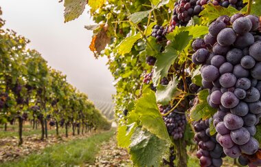 Herbst in Brackenheim | Weinberge | © Neckar-Zaber-Tourismus e.V.
