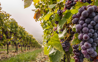 Herbst in Brackenheim | Weinberge | © Neckar-Zaber-Tourismus e.V.