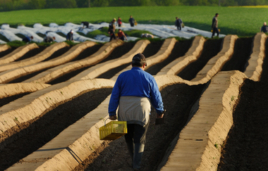 Spargelernte | © Bruchsaler Tourismus, Marketing & Veranstaltungs GmbH