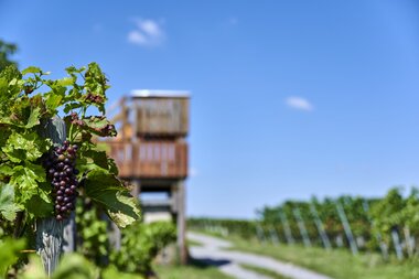 Aussichtskanzel in den Weinbergen | Kürnbach | © Kraichgau-Stromberg Tourismus e.V.