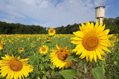 © Ortsverwaltung Herbsthausen