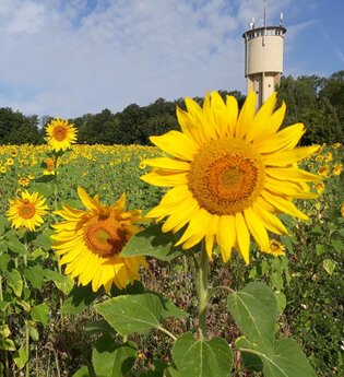 Herbsthausen | © Ortsverwaltung Herbsthausen
