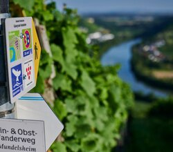 Ein Wanderwegweiser mit Symbolen verschiedener Routen steht vor einer Weinbergkulisse mit Blick ins Neckartal. | © Kraichgau-Stromberg Tourismus e.V.