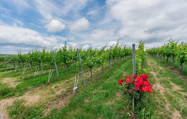 DSGVO NT Neckarwestheim Weinberg WEB | © artofpoggel.de Kristof Poggel