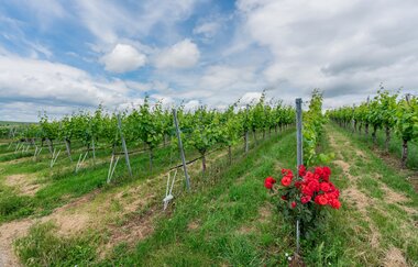 DSGVO NT Neckarwestheim Weinberg WEB | © artofpoggel.de Kristof Poggel