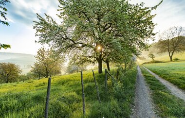 Naturidylle bei Neunkirchen / Odenwald | © Touristikgemeinschaft Odenwald e.V.