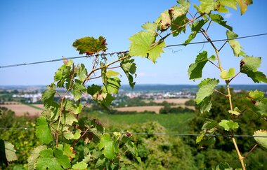 Den Wein immer im Blick im Weinsüden Weinort Oberderdingen | © Kraichgau-Stromberg Tourismus e.V.