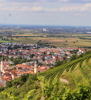 Aussicht auf die Strahlenburg und die Stadt Schriesheim | © Stadt Schriesheim