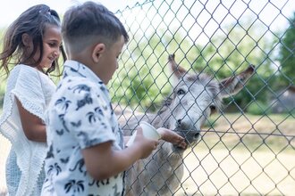 Kinder füttern Esel im Tierpark Schwarzach | © Stadt Sinsheim