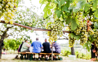 Wein, Wein, Wein | © Thomas Rebel