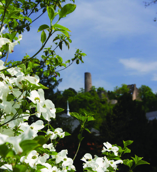 Ein weiß blühender Busch im Vordergrund, im Hintergrund ist verschwommen die Burgruine Windeck zu sehen. | © Jürgen Eck