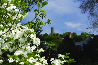 Ein weiß blühender Busch im Vordergrund, im Hintergrund ist verschwommen die Burgruine Windeck zu sehen. | © Jürgen Eck