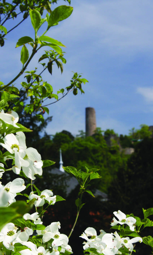 Ein weiß blühender Busch im Vordergrund, im Hintergrund ist verschwommen die Burgruine Windeck zu sehen. | © Jürgen Eck