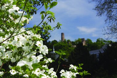 Ein weiß blühender Busch im Vordergrund, im Hintergrund ist verschwommen die Burgruine Windeck zu sehen. | © Jürgen Eck