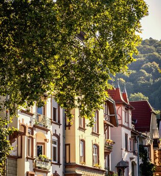 Bunte Villen hinter einem grünem Baum in  der Sonne | © Heidelberg Marketing GmbH/Tobias Schwerdt