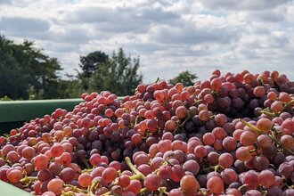 Gerntete rote Trauben vor blaume Himmel | © Dieter König