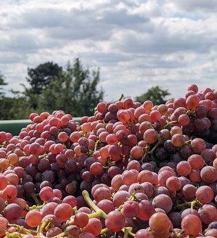 Gerntete rote Trauben vor blaume Himmel | © Dieter König
