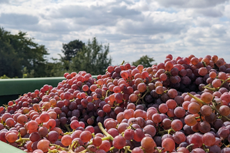 Gerntete rote Trauben vor blaume Himmel | © Dieter König