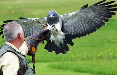 Greifvogelanlage Wüstenrot am Spatzenwald | HeilbronnerLand | © Greifvogelanlage Wüstenrot