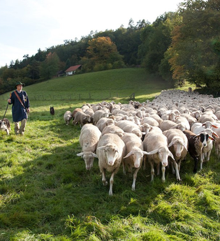 Alfons Gimber Schäferei in Lobbach-Lobenfeld | © Landratsamt Rhein-Neckar-Kreis