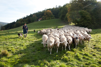 Alfons Gimber Schäferei in Lobbach-Lobenfeld | © Landratsamt Rhein-Neckar-Kreis
