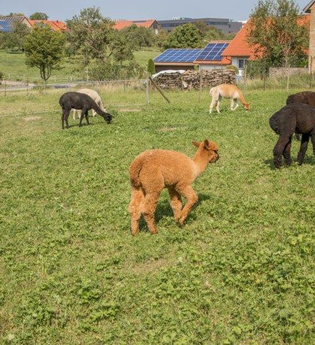 Alpakas grasen auf einer grünen Wiese | © Touristikgemeinschaft Hohenlohe e. V. | Alpakahof Albrecht