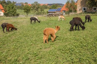 Alpakas grasen auf einer grünen Wiese | © Touristikgemeinschaft Hohenlohe e. V. | Alpakahof Albrecht