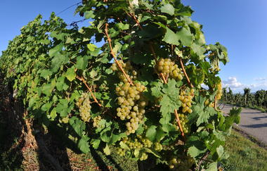 Alte Kelter in Weiler | © Stadtverwaltung Sinsheim