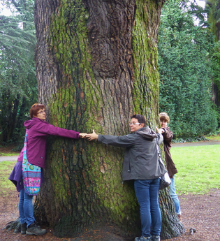 Älteste und größte Libanonzeder in Deutschland | © Landratsamt Rhein-Neckar-Kreis