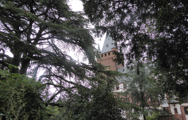 Älteste und größte Libanonzeder in Deutschland | © Landratsamt Rhein-Neckar-Kreis