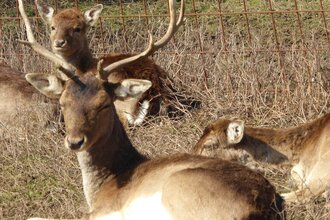 Angelbach-Tierpark in Rauenberg | © Landratsamt Rhein-Neckar-Kreis