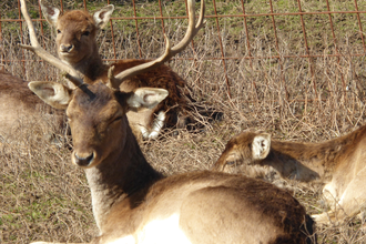 Angelbach-Tierpark in Rauenberg | © Landratsamt Rhein-Neckar-Kreis