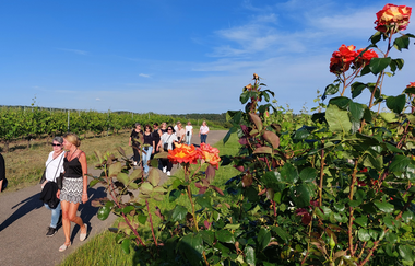 WeinErlebnisGruppe durch die Weinberge bei Sonnenschein und Rosen am Wegesrand | © Anke Schäffer