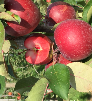 Apfelhof Schulz bei Weinheim | © Apfelhof Schulz