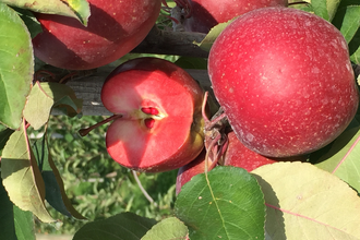 Apfelhof Schulz bei Weinheim | © Apfelhof Schulz