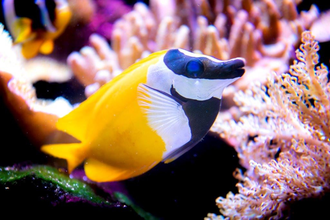 Exotische Unterwasserwelten | © Stadtverwaltung Hockenheim  Schwerdt