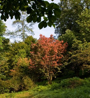 Arboretum | © Stadt Eberbach