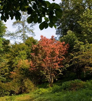Arboretum | © Stadt Eberbach