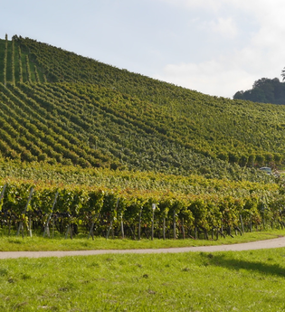 Augenberg | © Gemeinde Sternenfels