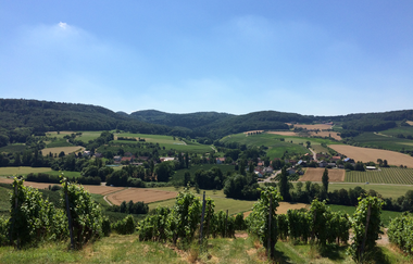 Blick von einem Weg hoch über den Weinbergen in die FErne | © Touristikgemeinschaft Hohenlohe e. V. | Marion Schlund