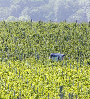 Weinberge in Talheim | © Arnulf Hettrich/Fnoxx | Gemeinde Talheim
