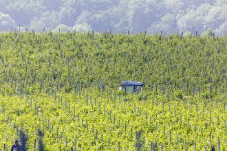 Weinberge in Talheim | © Arnulf Hettrich/Fnoxx | Gemeinde Talheim