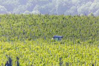 Weinberge in Talheim | © Arnulf Hettrich/Fnoxx | Gemeinde Talheim