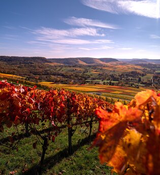 Herbstliche Weinlagen am Scheuerberg | © Touristikgemeinschaft HeilbronnerLand e.V.