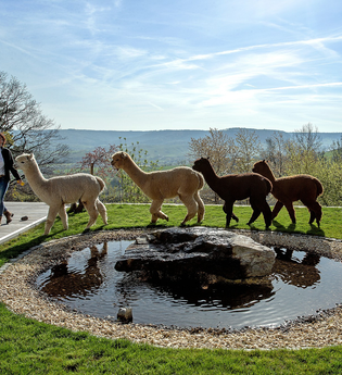 Alpakas in Pfedelbach-Heuberg | © Hohenloher Perlen